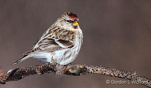 Common Redpoll_28431.jpg - Common Redpoll (Carduelis flammea) photographed at Ottawa, Ontario, Canada.